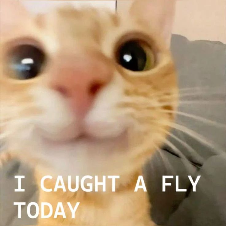 A kitten saying I caught a fly today


Dnd ttrpg  pathfinder 