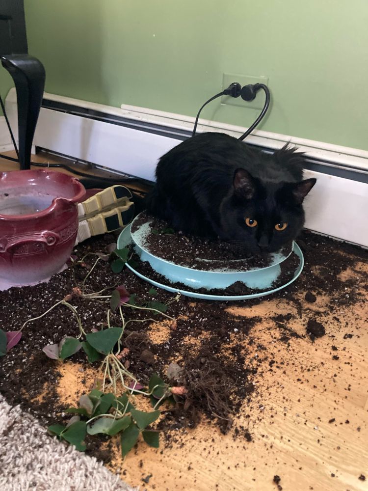 Cat go splat 