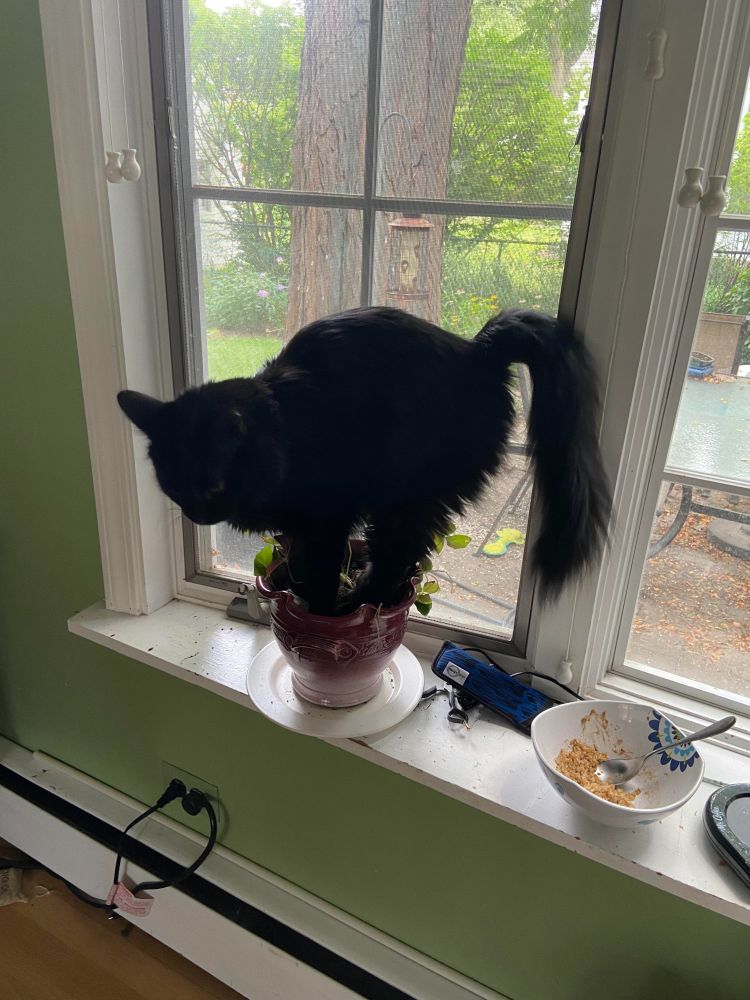 Cat on plant 