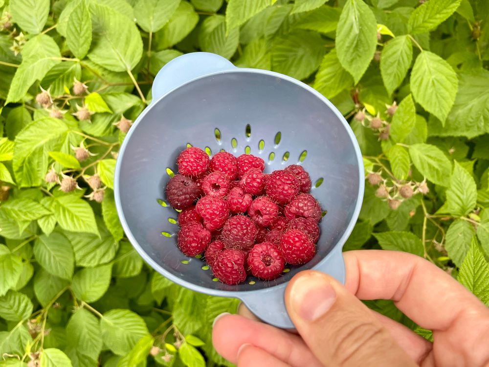 Fresh picked raspberries in bowl with raspberry canes in background 