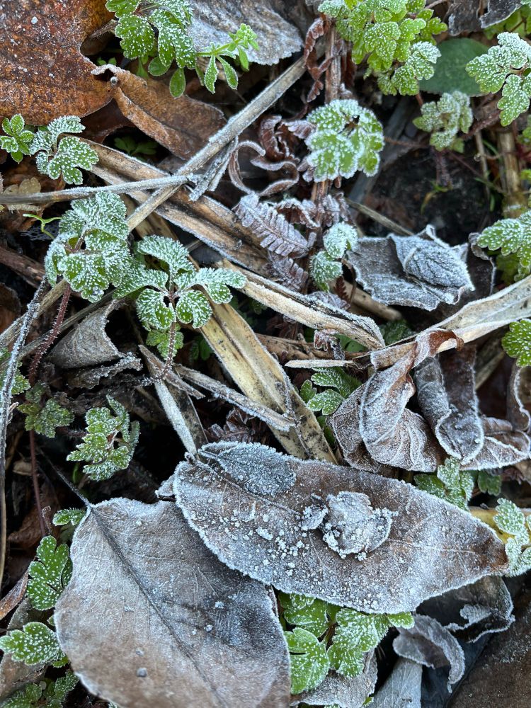 Frost rimed leaves & greenery.  