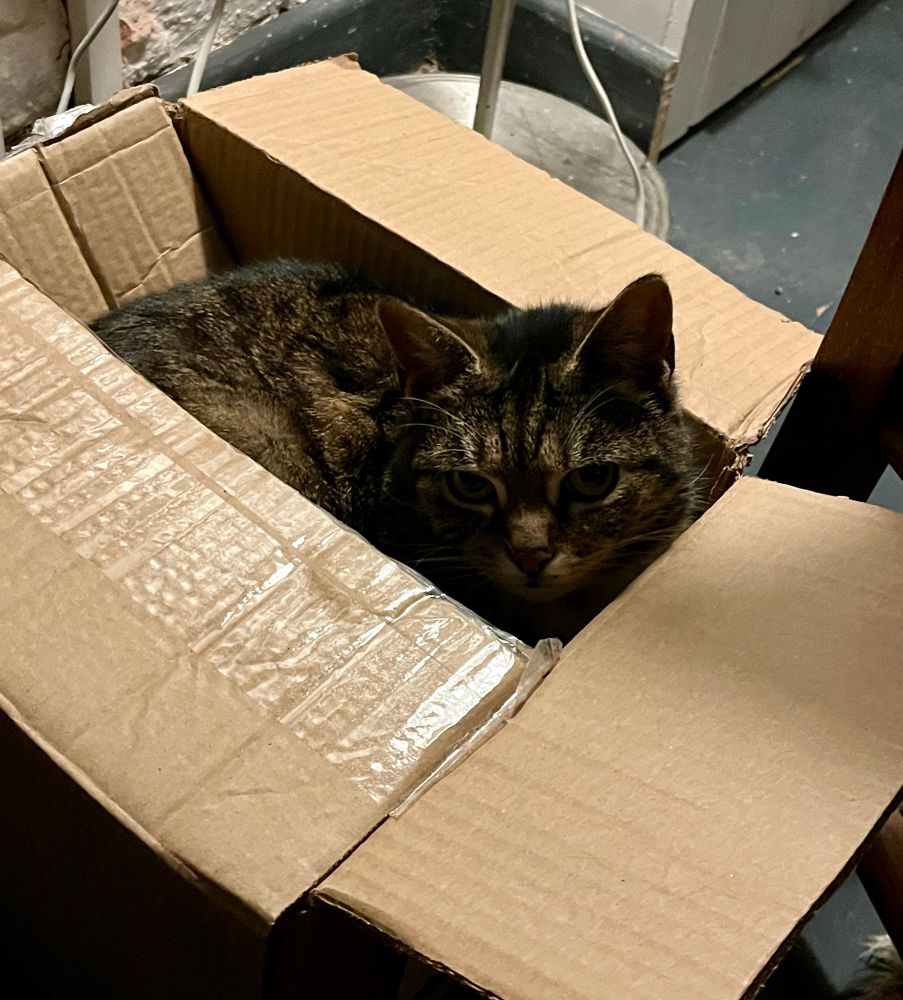 Cross tabby sits in a half closed box