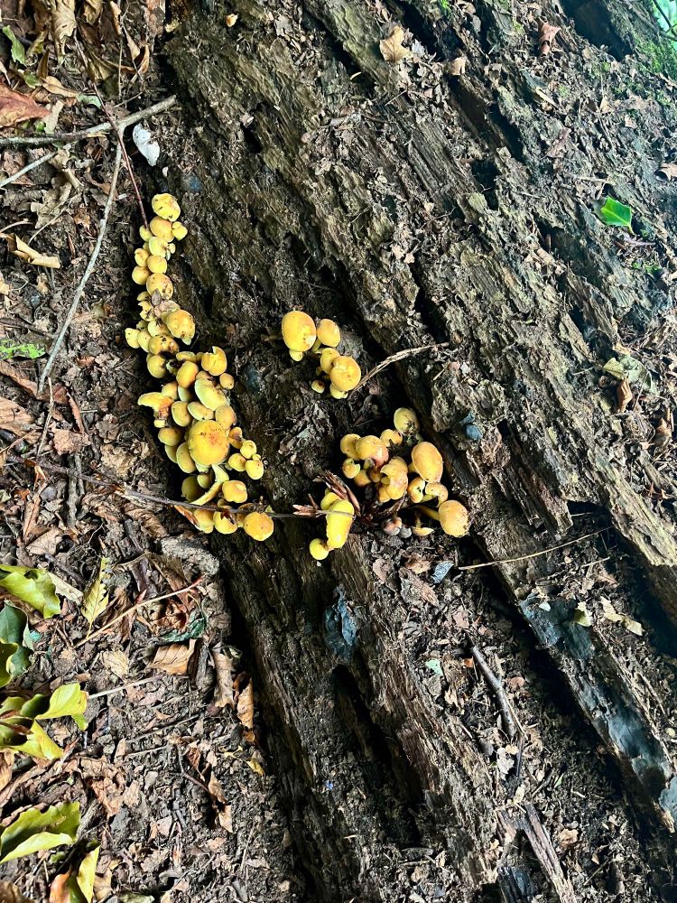 Small yellow mushrooms scattered along a length of decaying tree trunk. 