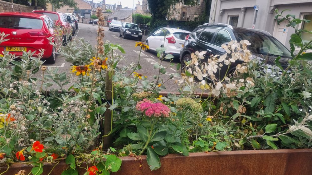 Rusty corten planter with mixed flowering plants