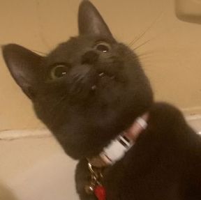 A grey cat looks up at a toy that is off camera- he is in hunting mode with wide alert eyes and perky ears and little vampire teeth visible. 