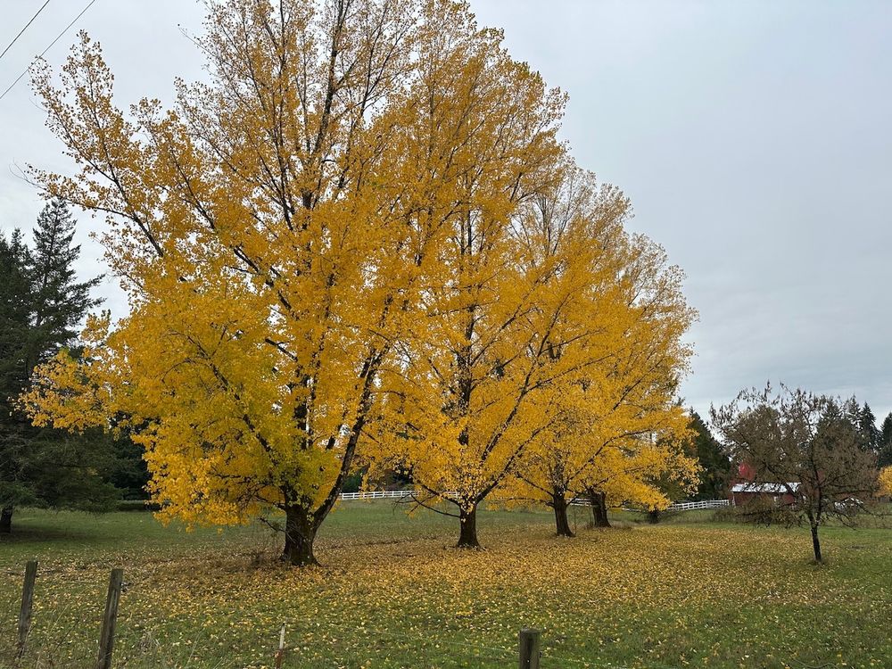 Cottonwood trees in a row, leaves yellow, in fall.