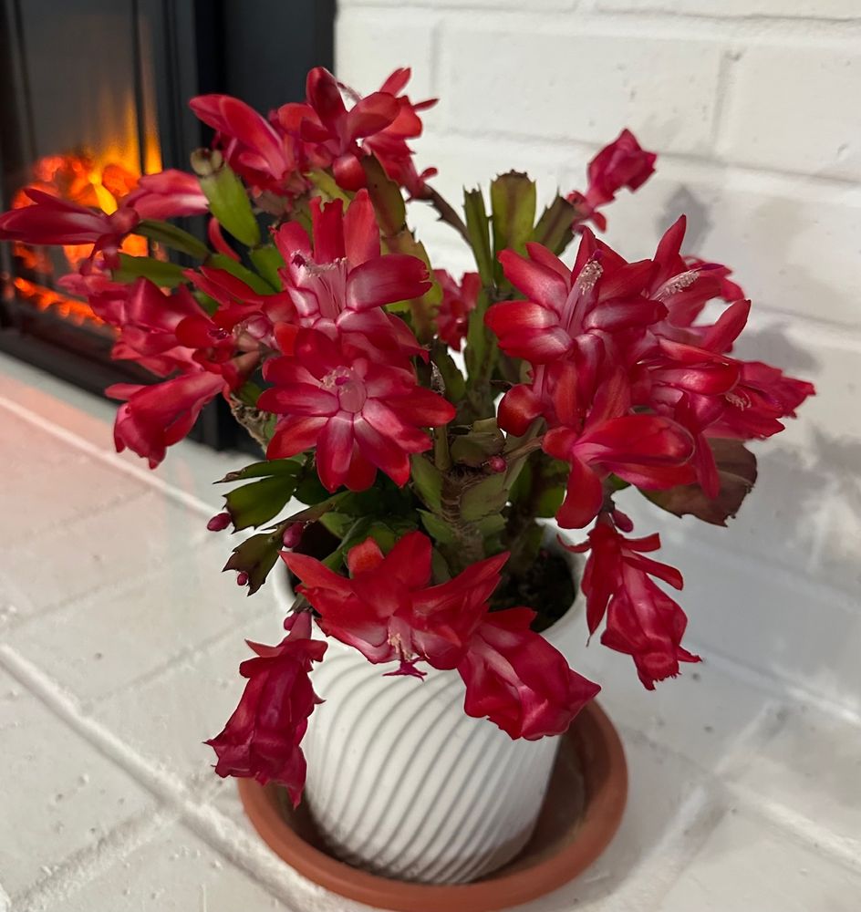 Red flowered holiday cactus in bloom.  Fake fireplace in background.
