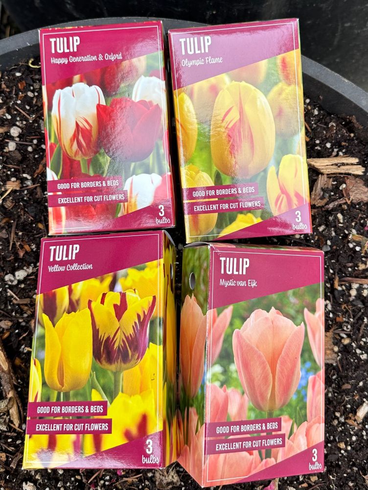 Four different packages of tulip bulbs.