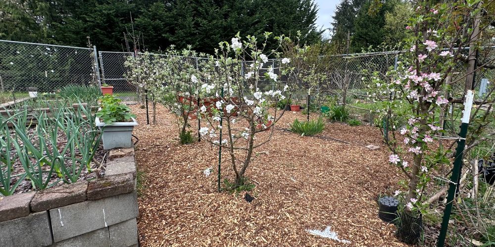 On far right, "Tasty Red" columnar apple.  I did not graft that one, it's on whatever rootstock the nursery used.  Patented (originally Czech), disease resistant variety so cant be home grafted.  On left, Gravenstein on Bud-9.  Bears in July.  Origin 17th century Europe.  Triploid.  Behind that, Jonared, a red sport of Jonathan, I think I grafted it onto on Geneva because it's a low vigor cultivar.  Smaller apples, nostalgic.  My parents had a Jonathan apple tree many years ago.  Probably originates in rural New York in 1826.  Behind that in the row is Akane, already described. 

 Each mini tree can now bear about 50 apples, easily.  On the miniaturizing rootstocks, they are easy to maintain, highly accessible to putter and give TLC.  Grafting isn't too difficult.  Scion and rootstocks are from various sources, mainly Fedco in Maine, and Burnt Ridge in WA State.

I think they are close enough together for pollinating insects to travel between trees.  They usually set fruit too well, requiring fruit thinning in Nay or June.  Yesterday I noticed a few honeybees and more tiny pollinating solitary bees and wasps buzzing around the blossoms.