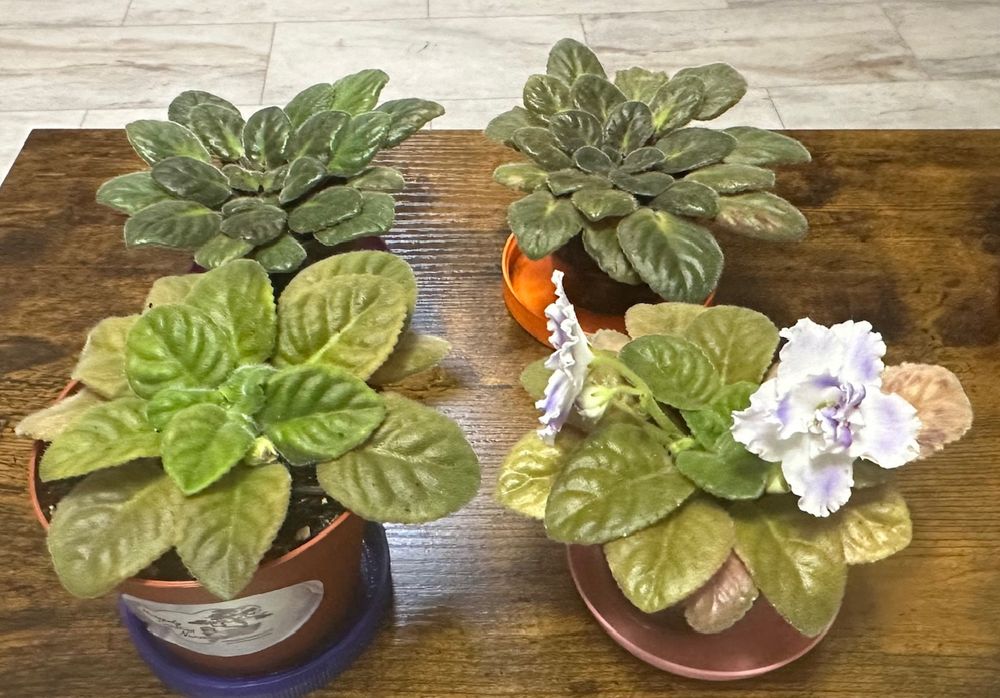 Four African violet plants, started last summer from pups removed from larger plants.  Front row, a Russian hybrid type.  Left front about to start second flush of flowers.  Right front blooming for first time.

Back two are from grocery store generic dark blue variety.  They have grown a lot.  No flowers yet.