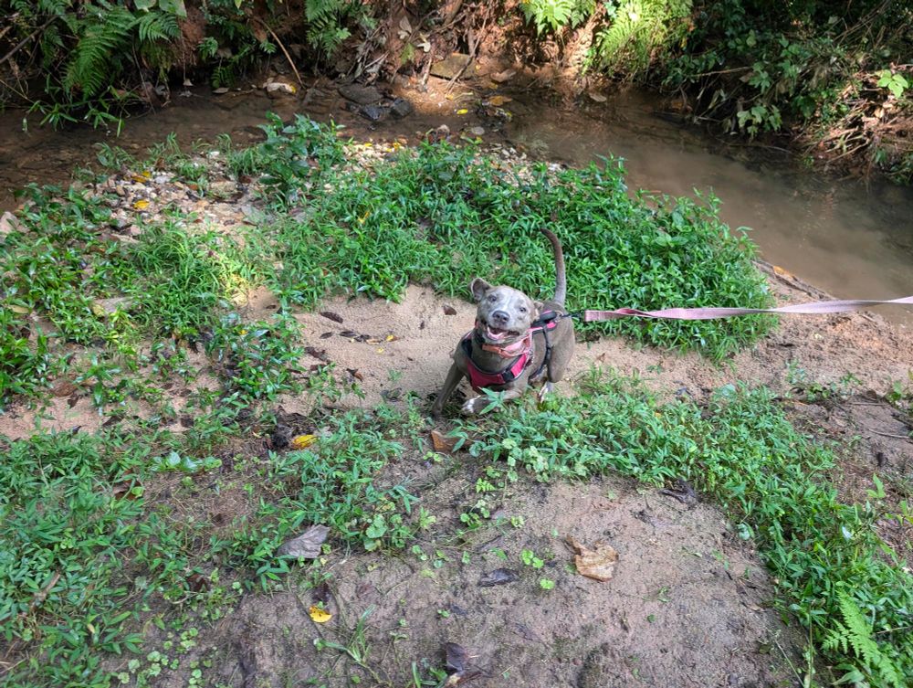 pearl the medium gray dog playing down by a creek, sprinting uphill with a wide grin and her ears flopping about