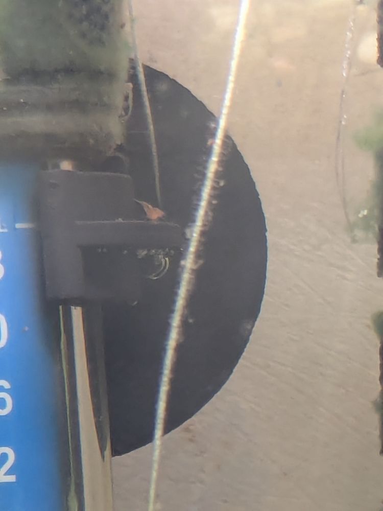 A minuscule shrimp on the heater