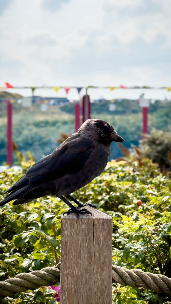 Schwarzer Vogel auf Zaunpfeiler vor einem Hagebuttenbusch