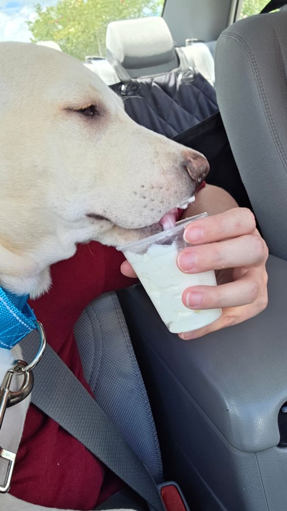 Close up of a yellow puppy licking from a small cup full of whipped cream. You can see his tongue lapping it up in the cup, and his lips have cream on them
