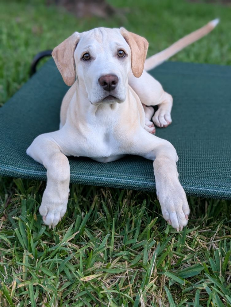 3.5 month old yellow lab mix puppy lying on a raised dog bed in a yard. He is facing the camera and draping both of his front paws off the bed.
