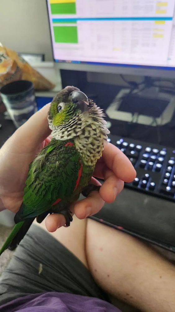 A black capped conure sits in the cup of my hand, his cheeks fluffed up, as I rub his head with my thumb. 