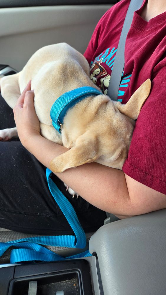 Yellow puppy sitting in a person's lap in a car, his head buried in the crook of the person's arm and armpit