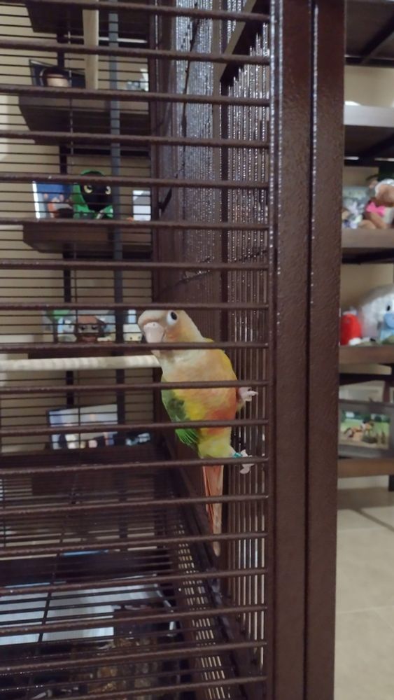 Picture of green cheeked conure in cage, hanging on bars and staring at camera 