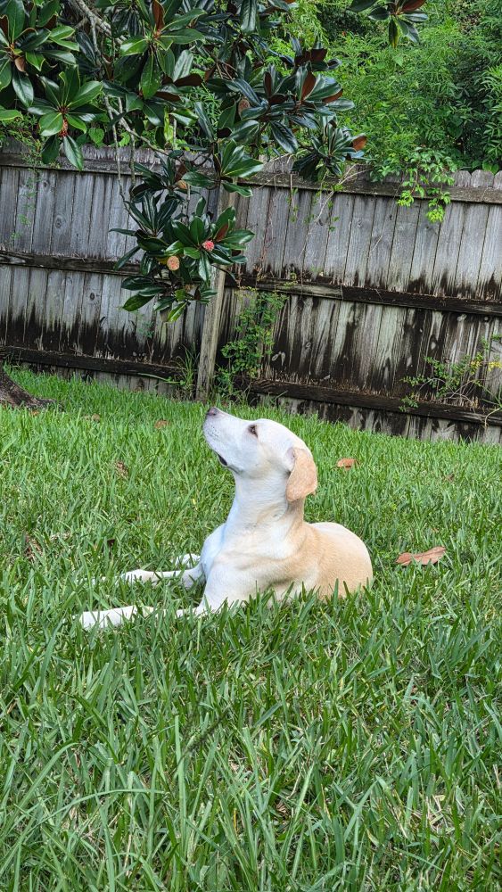 A dog with short yellow coat lies in a sunny grassy yard, his head tilted up as he sniffs the air and looks at the sky.