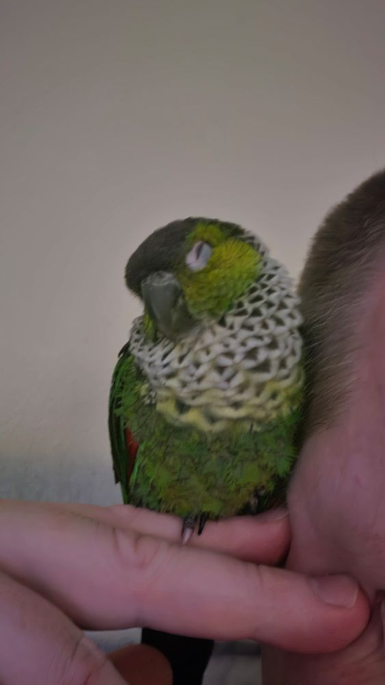 A black capped conure sits on my finger, which is horizontal and touching my temple. Bird leaning into my head with his eyes closed.
