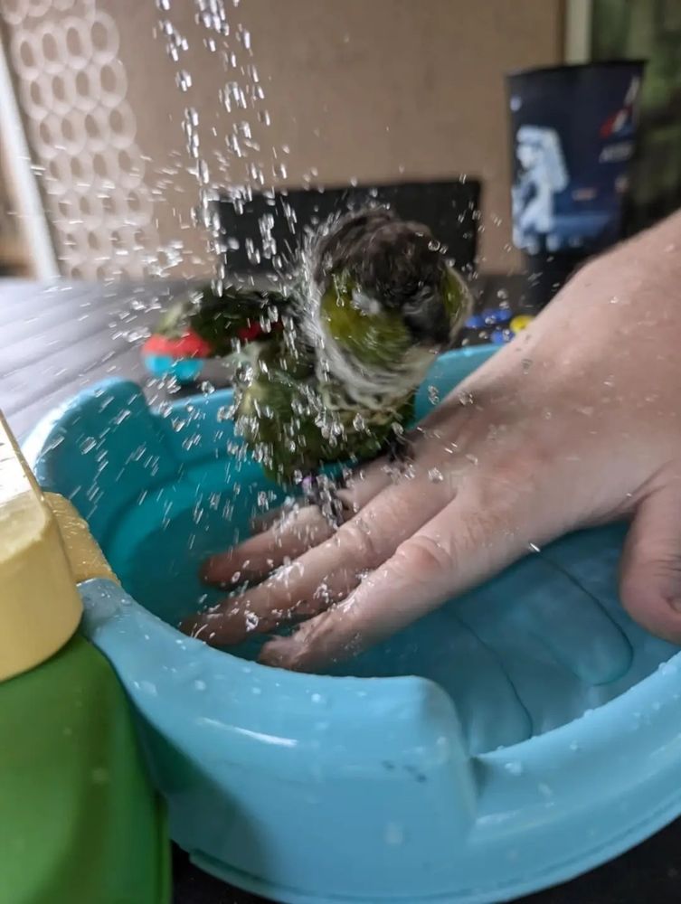 Black capped conure sitting on my hand, which is in a child's toy sink with faucet. The faucet is pumping out water, and the conure is shaking his head and wings in it to get wet. Water droplets are flying everywhere.