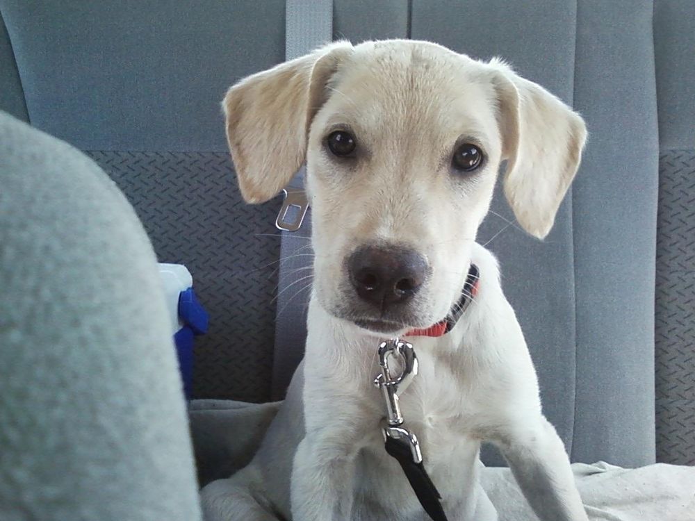 Picture of 10 week old yellow lab mix sitting up in back seat of car and stating at camera. His ears are perked up and outward.