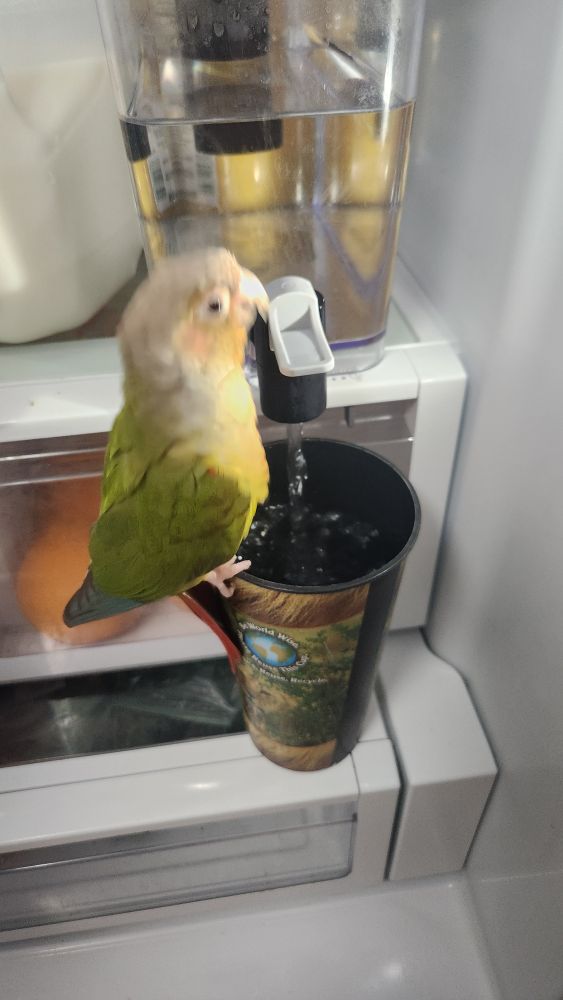 Green cheeked conure sitting on the rim of a large cup, which is sitting in the fridge and being filled by a water pitcher. She is standing tall in excitement. 