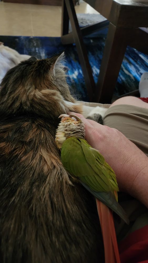 A green cheeked conure lays against my hand and on top of a long hair cat with brown, black and orange fur. The bird has its eyes closed as she rubs into the cat's fur.