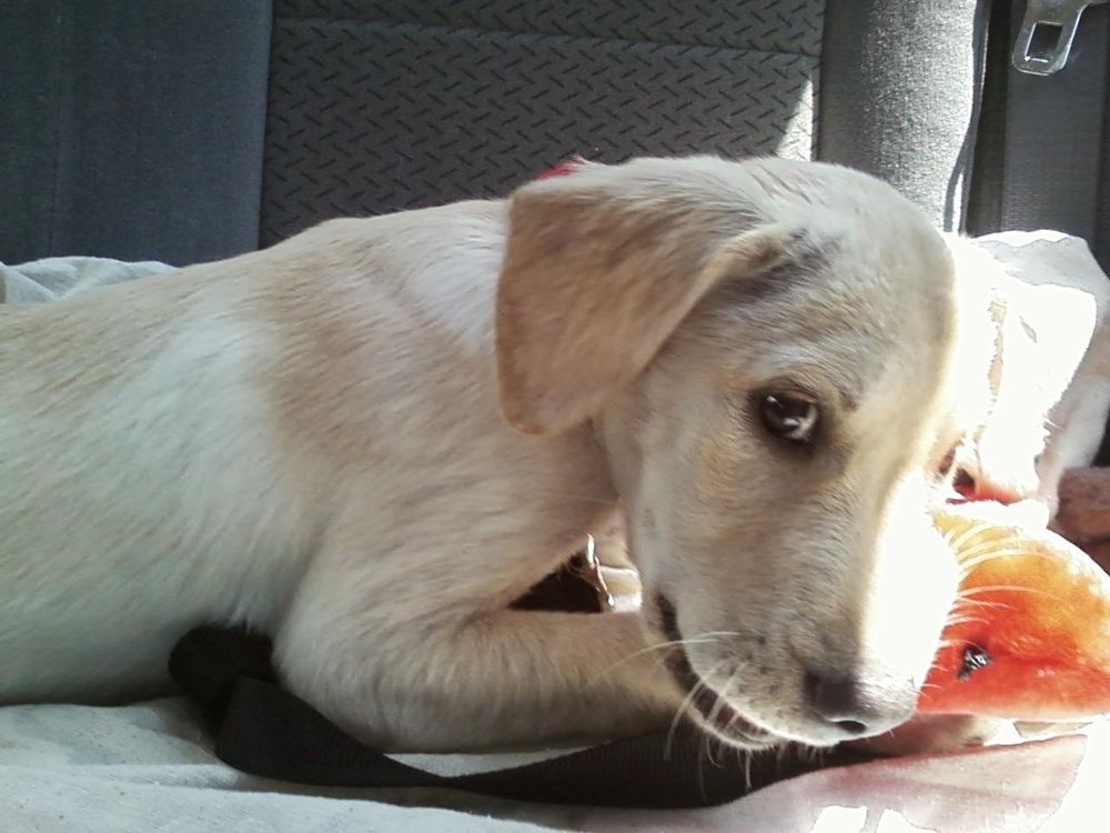 Picture of a 10 week old yellow lab mix lying down and chewing a toy. He's giving the camera a side eye.