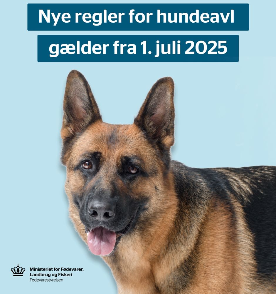 Schæferhunde, labrador retriver og golden retriever er blandt de mange racer, som skal undersøges for hofteledsdysplasi af dyrlægen, inden de må parres.