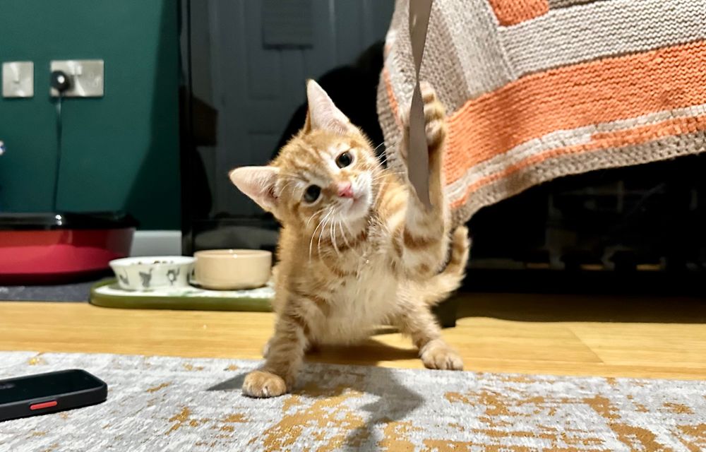 A ginger kitten swiping at a dangling piece of ribbon