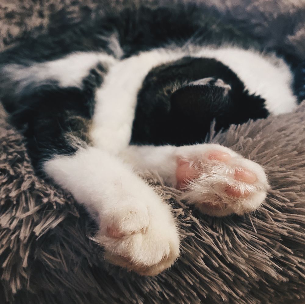 close-up photo of cat’s pink paws