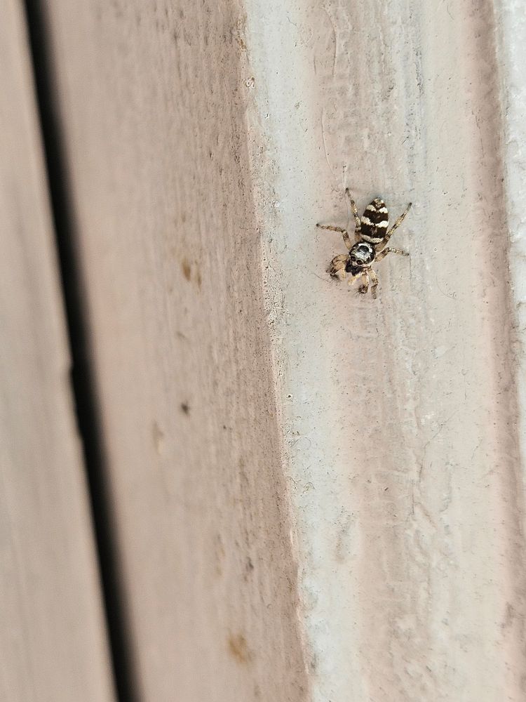 Photo of a black and white striped jumping spider on white wood trim