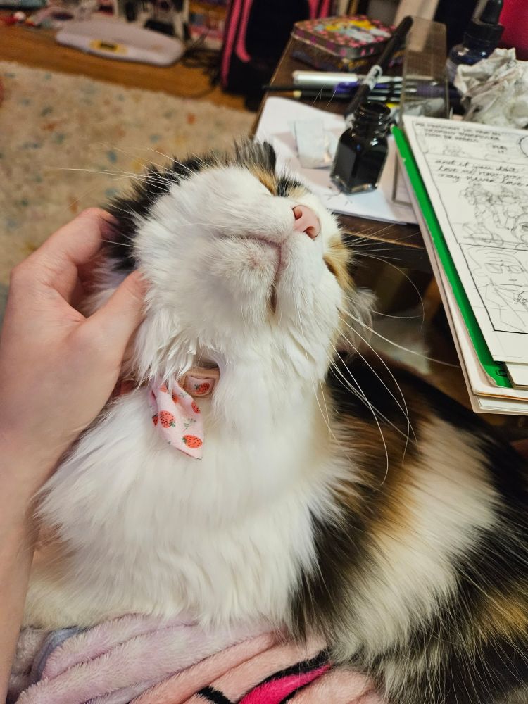 a fluffy calico cat with a pink collar being scratched under the chin, looking happy.