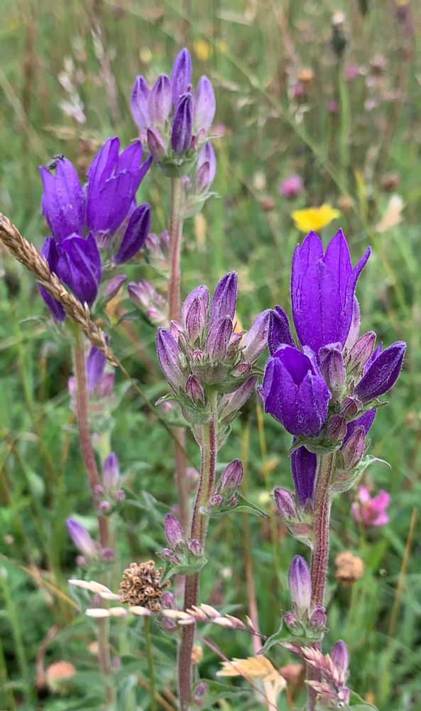 A closeup of clustered bellflower flowers