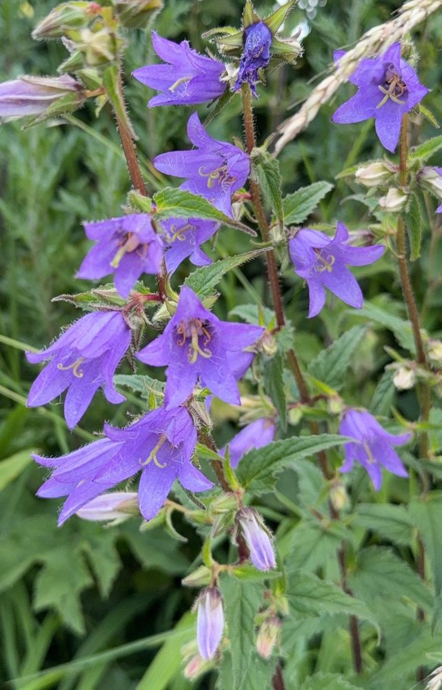 A closeup of nettle-leaved bellflower flowers