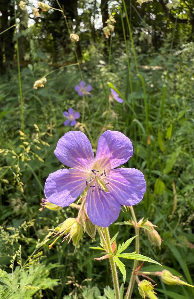 A closeup of a meadow cranesbill flower, backlit by the morning sun