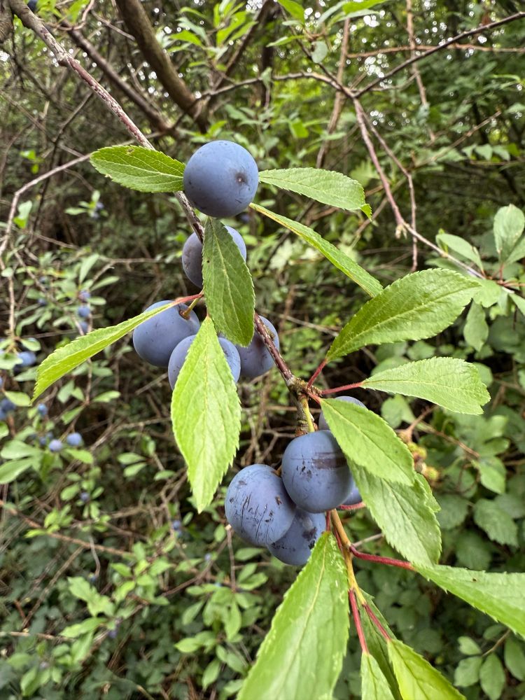 Sloes ripening