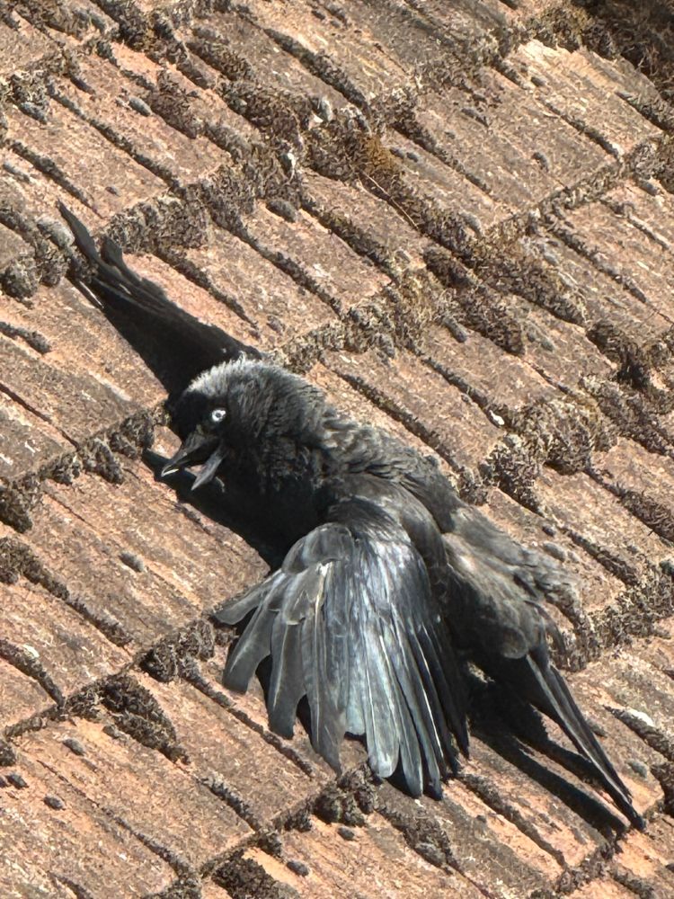 A slightly manic-looking jackdaw sunbathing with outstretched wings on a sloping, clay tile roof