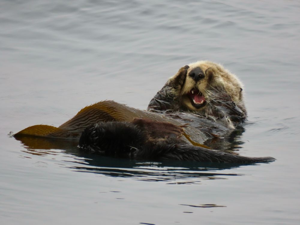 A sea otter floats on its back. Its mouth is open and its paws are covering its eyes. 