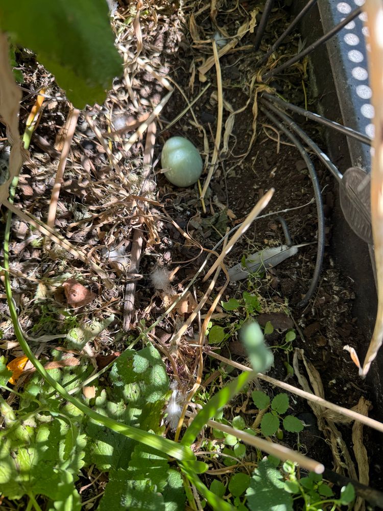 Kleines hellblaues Ei aus Stein in einem Pflanzkasten zwischen Holzspießen und Zitronenmelisse
