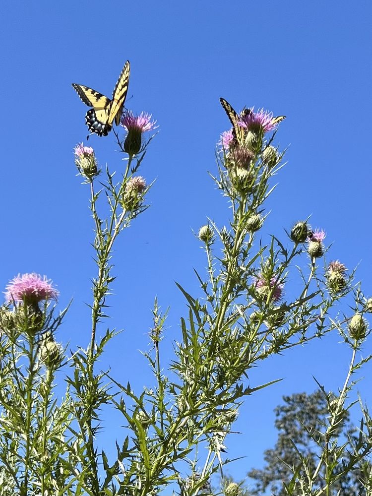 Yellow swallowtail butterflies, which are mostly yellow with black, blue and white spotted trim, sit on spiky lavendar colored thistle flowers against a backdrop of blue sky.