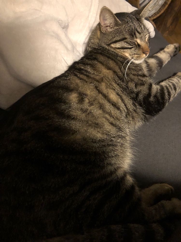 Photo de mon chat hyper tranquille dans le canapé