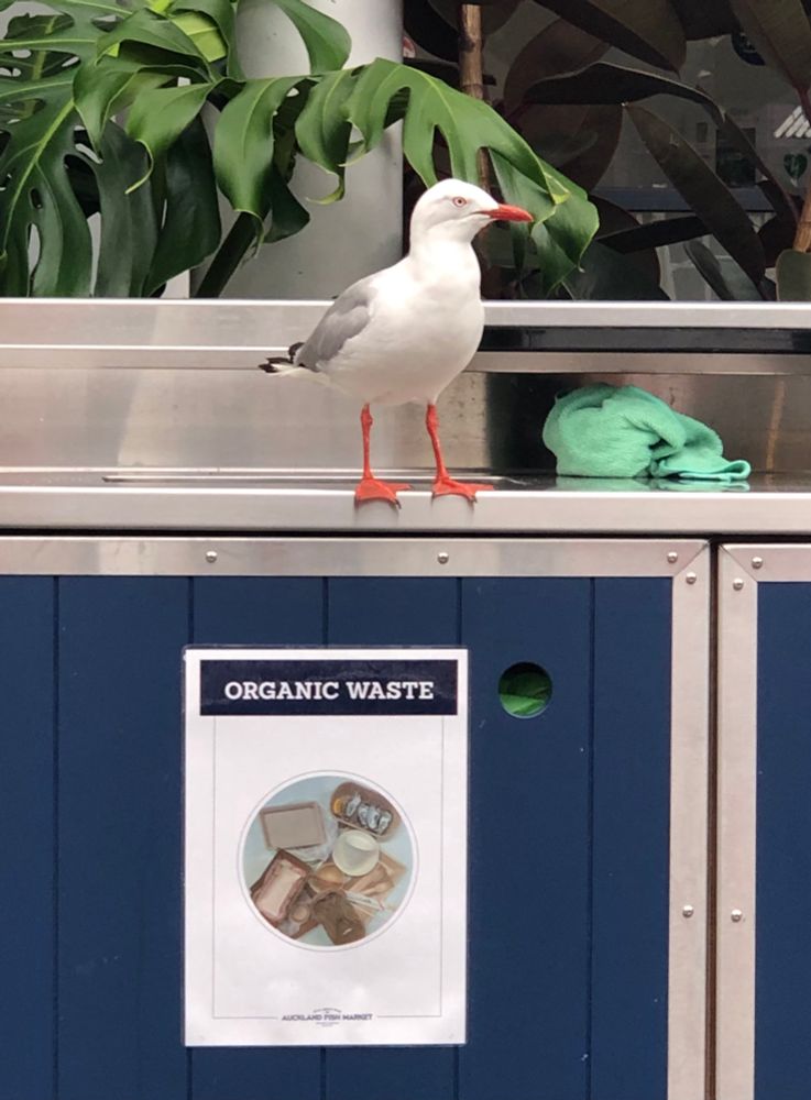 A seagull sitting on the edge of an enclosed bin of a terrace in Tāmaki Makaurau/Auckland. The bin is labelled “organic waste”.