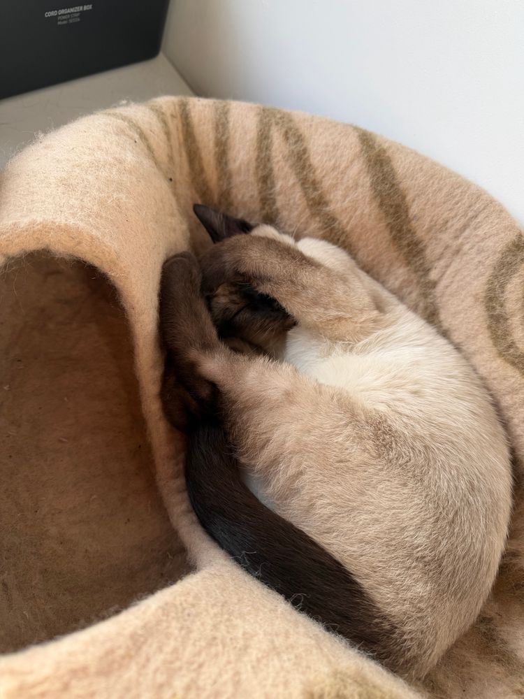 Schlafendes Siamkitten auf einer Filz-Katzen-Höhle. Es hält sich die Augen mein einer Pfote zu, um nicht von der Sonne geblendet zu werden. 