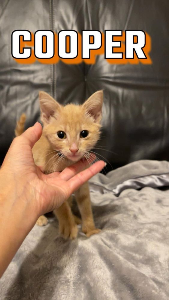 Cute orange kitten looking at you. 
