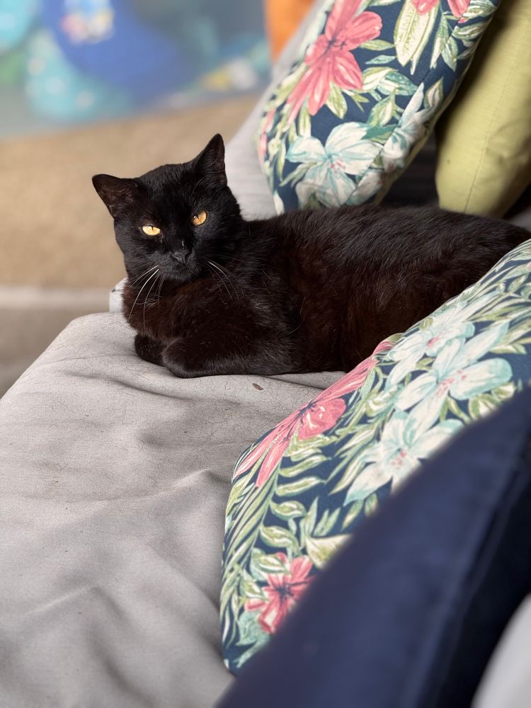 My black cat with amber eyes is a shedding and judging machine…
And yes, he dares to shed on my cushions while judging me!