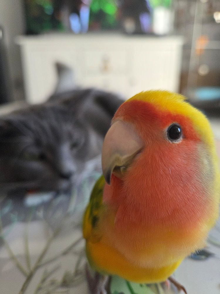 Close-up of peachfaced lovebird side glancing at camera. Blurry image of sleeping gray cat in background.