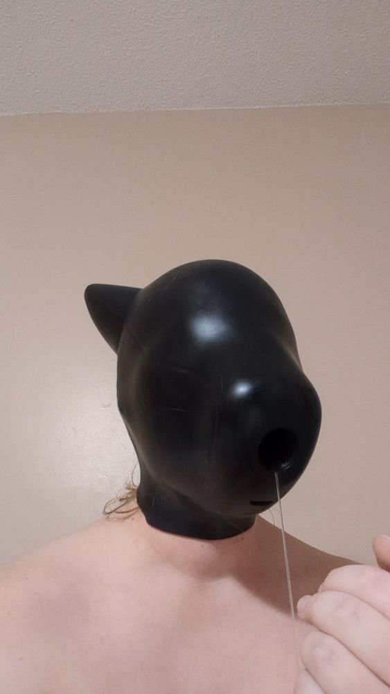 Corg wearing a silicone dog hood and drooling because of it!