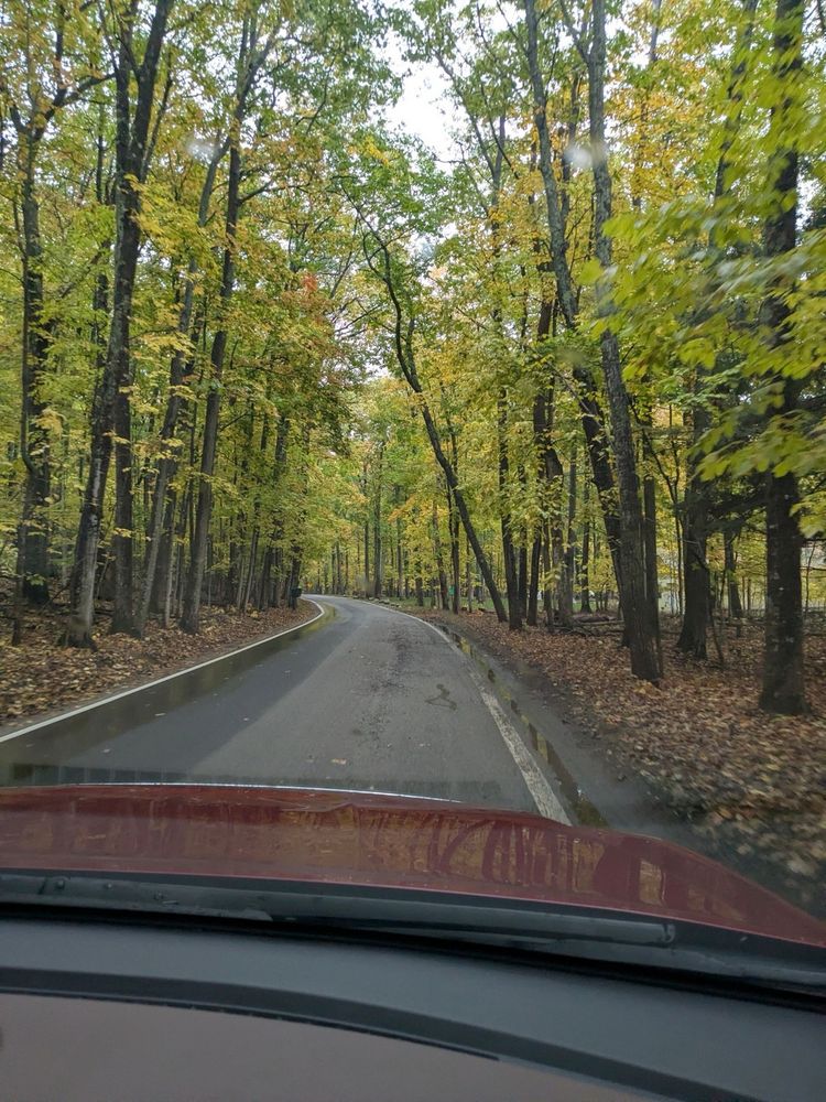 Auto-generated description: A scenic road curves through a lush forest with trees displaying early autumn foliage.